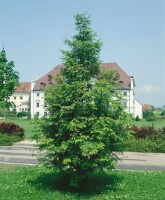 Metasequoia glyptostroboides kräftig 175- 200 cm