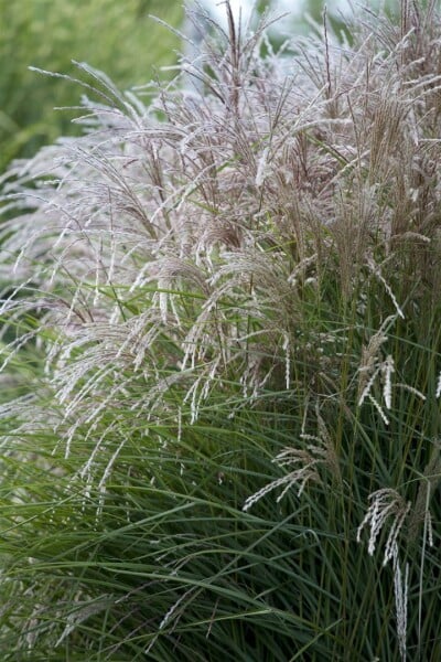 Miscanthus sinensis Federweißer C5 80-120