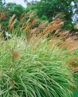 Miscanthus sinensis Federweißer C5 80-120