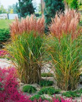 Miscanthus sinensis Roter Oktober 100- 150 cm