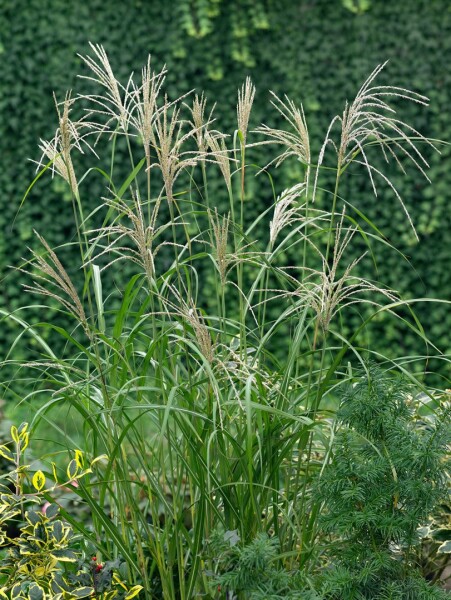 Miscanthus sinensis Silberfeder C5 100-200