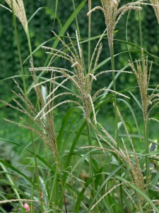 Miscanthus sinensis Silberfeder C5 100-200