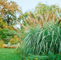 Miscanthus sinensis Silberfeder C5 100-200