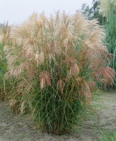 Miscanthus sinensis Silberfeder C5 100-200