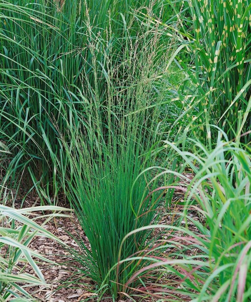 Molinia caerulea Heidebraut C10