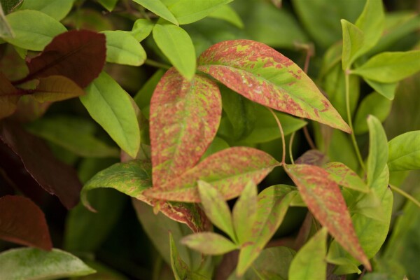 Nandina domestica Fire Power P12 15-20