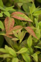 Nandina domestica Fire Power P12 15-20