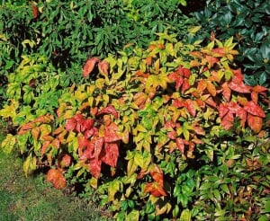 Nandina domestica Firepower 30- 40 cm