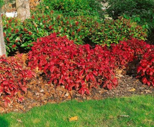 Nandina domestica Firepower 30- 40 cm