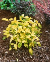 Nandina domestica Firepower 30- 40 cm