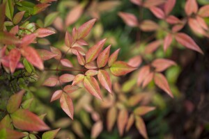 Nandina domestica Gulf Stream 40- 50 cm