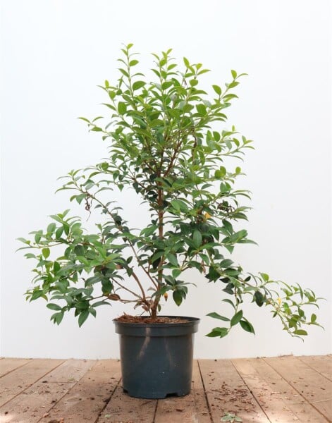 Osmanthus burkwoodii 30- 40 cm