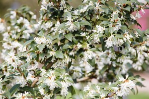 Osmanthus burkwoodii 30- 40 cm