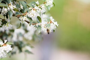 Osmanthus burkwoodii 30- 40 cm