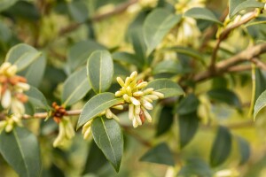 Osmanthus burkwoodii 30- 40 cm