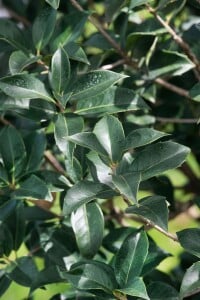 Osmanthus burkwoodii 30- 40 cm