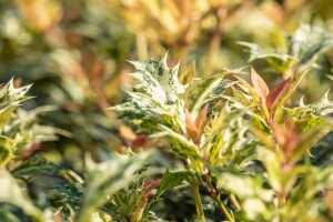 Osmanthus heterophyllus Goshiki C6 30-40