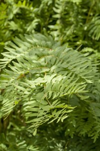 Osmunda regalis 30- 40 cm