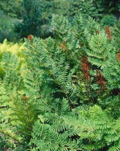 Osmunda regalis 30- 40 cm