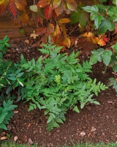 Osmunda regalis 30- 40 cm