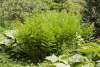 Osmunda regalis 30- 40 cm