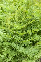 Osmunda regalis 30- 40 cm