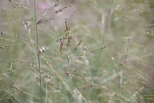 Panicum virgatum Prairie Sky C5