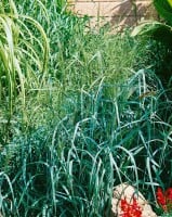 Panicum virgatum Prairie Sky C5