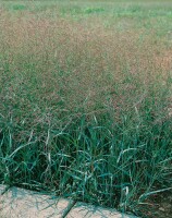 Panicum virgatum Prairie Sky C5