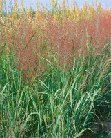 Panicum virgatum Prairie Sky C5