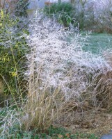 Panicum virgatum Prairie Sky C5