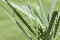 Panicum virgatum Prairie Sky C5