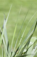 Panicum virgatum Prairie Sky C5