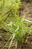 Panicum virgatum Prairie Sky C5