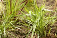 Panicum virgatum Prairie Sky C5