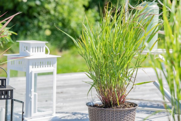 Panicum virgatum Rehbraun C10