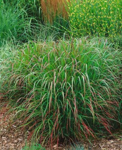 Panicum virgatum Rehbraun C10