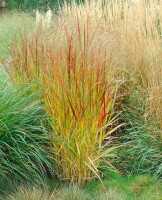 Panicum virgatum Rehbraun C10