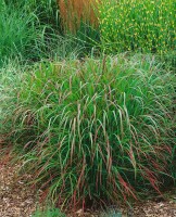 Panicum virgatum Rehbraun C10