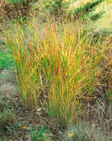 Panicum virgatum Rehbraun C10