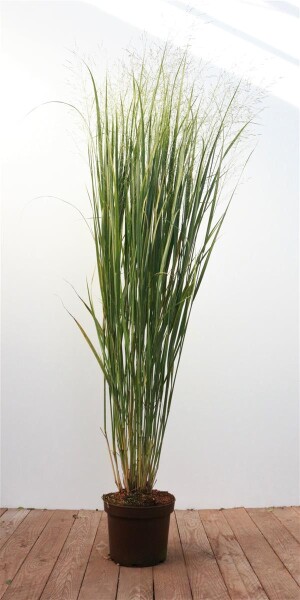 Panicum virgatum Strictum C5 80-130