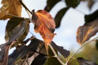 Parrotia persica Vanessa 40- 60 cm