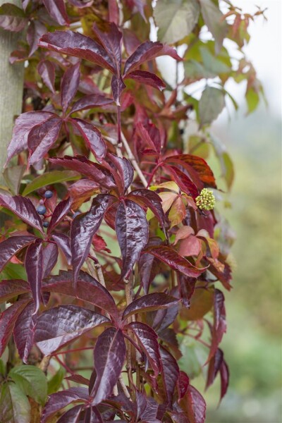 Parthenocissus quinquefolia 7,5l 150-200