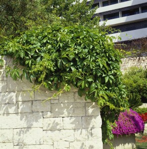 Parthenocissus quinquefolia 7,5l 150-200