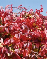 Parthenocissus quinquefolia 7,5l 150-200