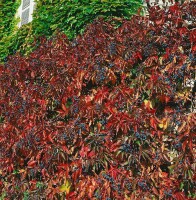 Parthenocissus quinquefolia 7,5l 150-200