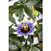 Passiflora caerulea kräftig 150- 200 cm