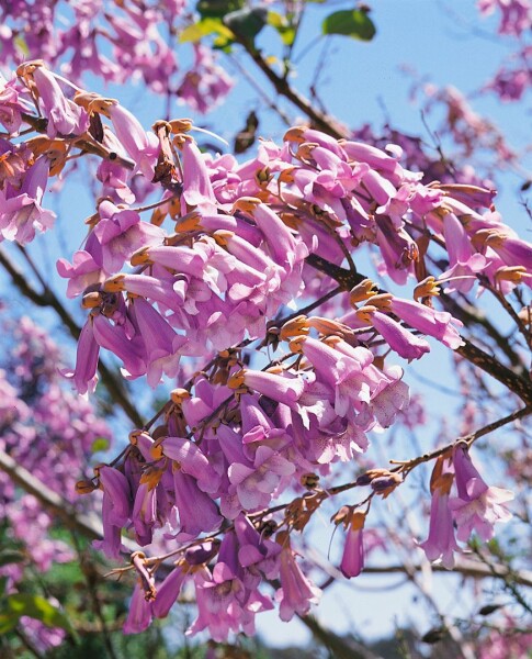 Paulownia tomentosa 80- 100 cm