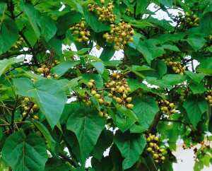 Paulownia tomentosa 80- 100 cm