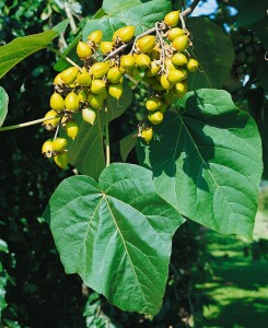 Paulownia tomentosa 80- 100 cm